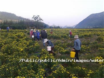 菊花的采摘