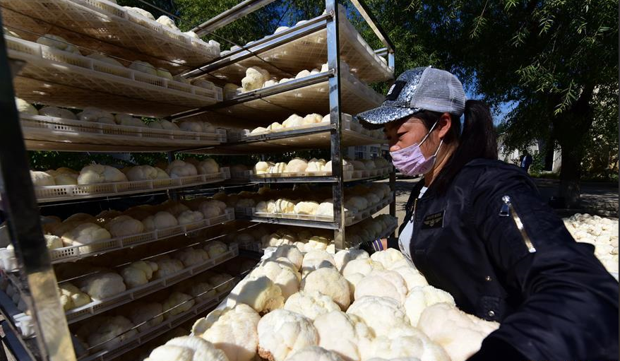 近日黑龍江猴頭菇大量收成，熱泵烘干機(jī)在當(dāng)中起多大作用？